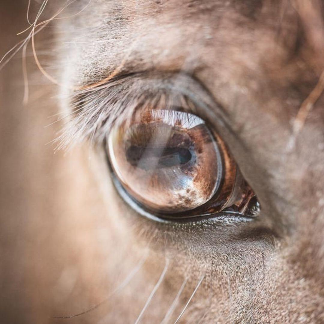 Detalhe real do olho de um cavalo